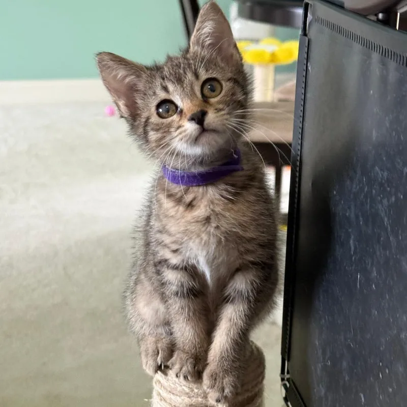 A baby small-sized female Brown / Chocolate Domestic Short Hair cat named Marinara for adoption in Chattanooga, TN