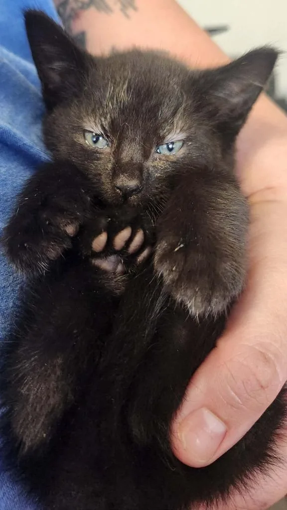 A baby small-sized male Domestic Short Hair cat named Blockbuster for adoption in Republic, MO