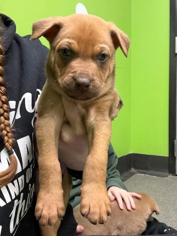 A young medium-sized male Brown / Chocolate Mixed Breed dog named Nacho for adoption in Osseo, MI