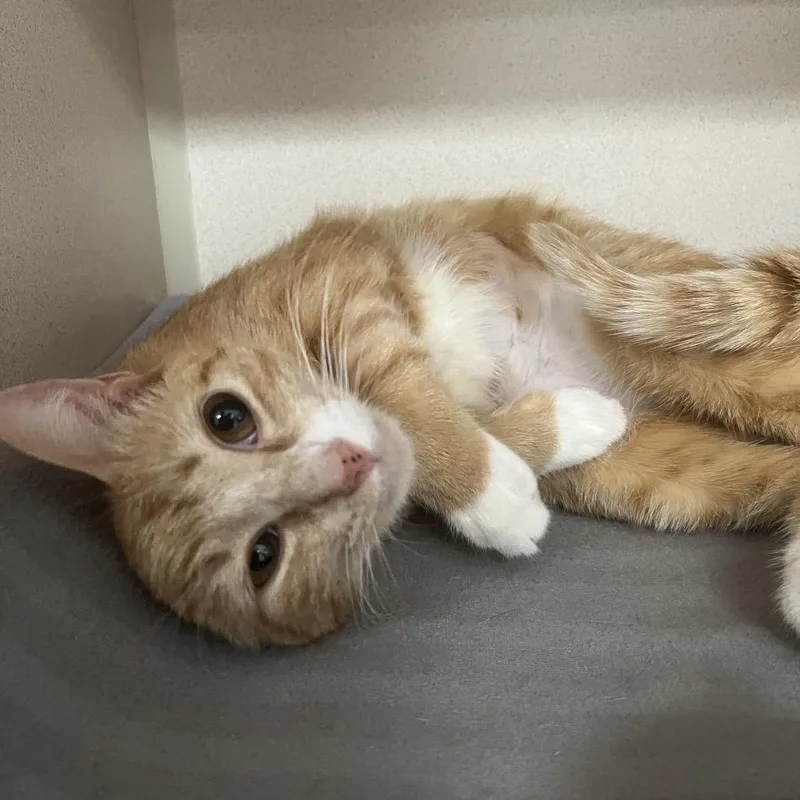 An adult medium-sized female Orange / Red Domestic Short Hair cat named Tonka for adoption in Lakeland, FL