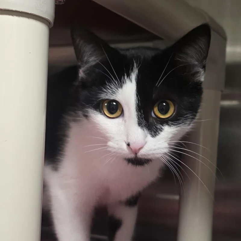 A baby medium-sized male Black Domestic Short Hair cat named Jet for adoption in Kennebunk, ME