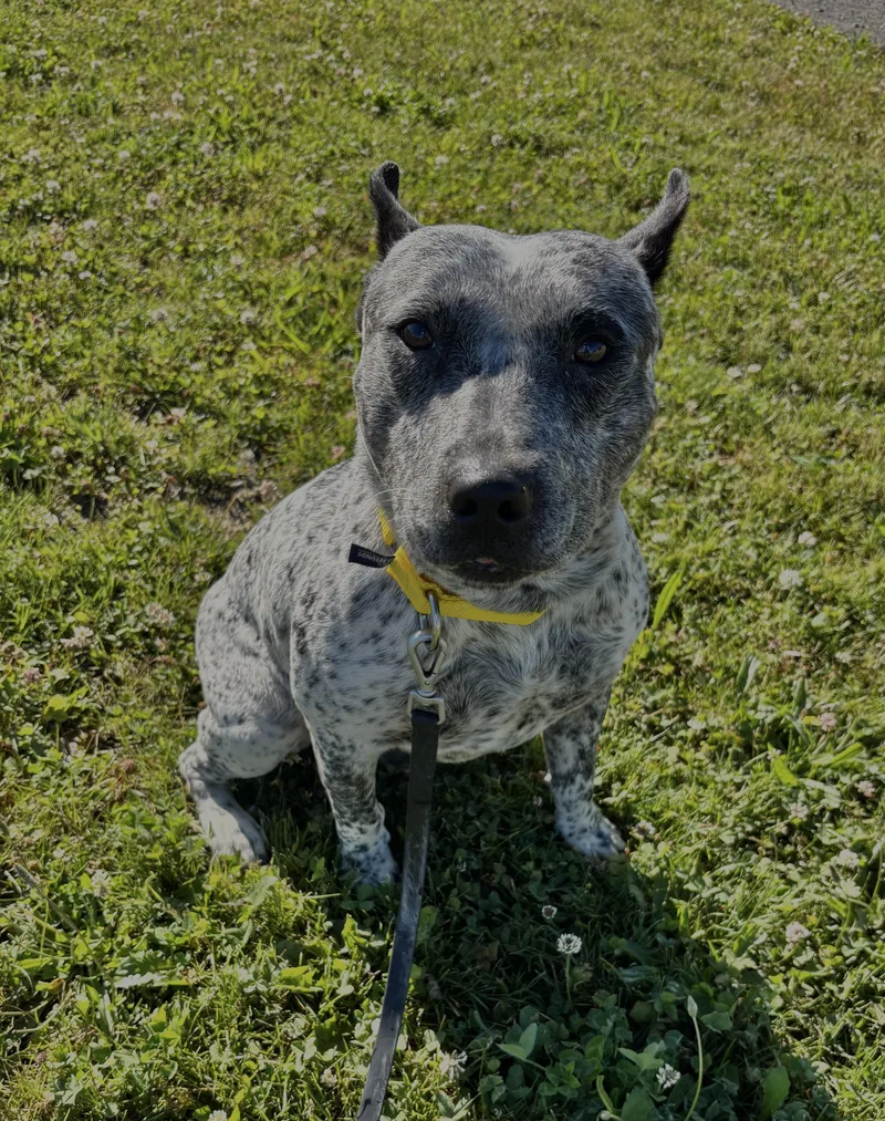 A young medium-sized male Black Cattle Dog dog named Drako for adoption in Ashland, OH