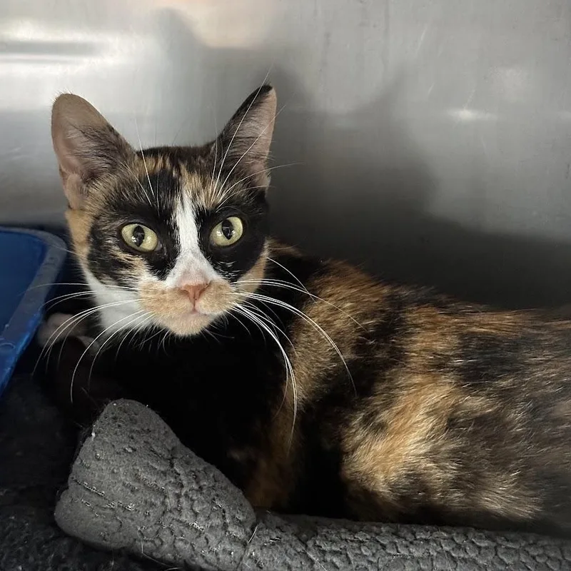 An adult medium-sized female Calico Domestic Short Hair cat named Kimberlee for adoption in Grand Rapids, MI