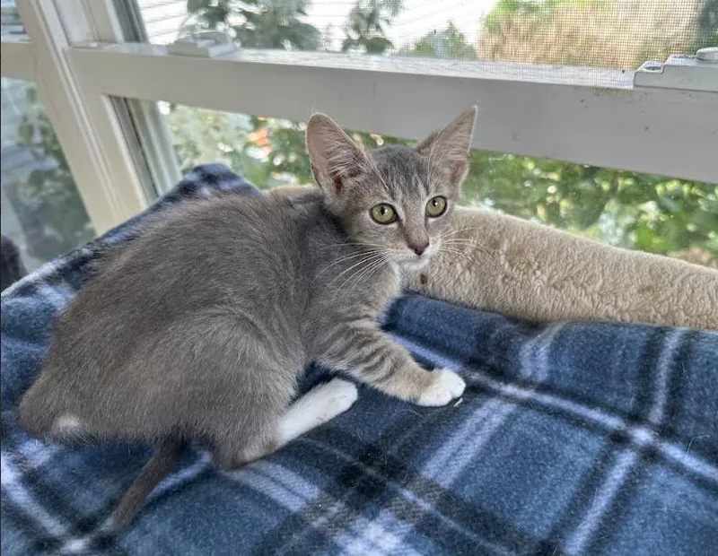 A young medium-sized female Domestic Short Hair cat named Henrietta for adoption in Virginia Beach, VA