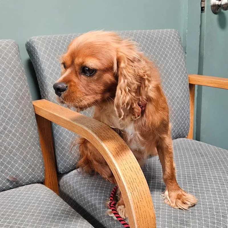 An adult small-sized male Cavalier King Charles Spaniel dog named Malcolm for adoption in Danville, VT
