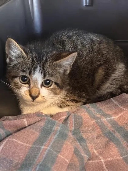 A baby small-sized female Domestic Short Hair cat named Spring for adoption in West Chester, PA