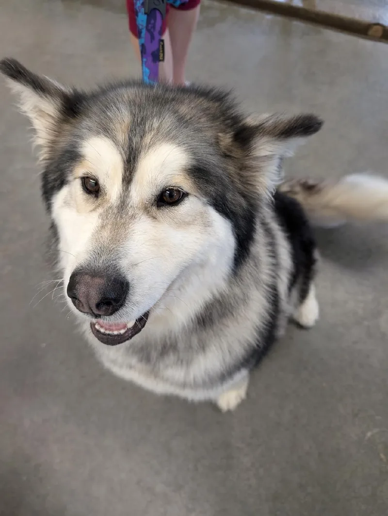 A young large-sized female Gray / Blue / Silver Alaskan Malamute dog named Ryder for adoption in Boise, ID