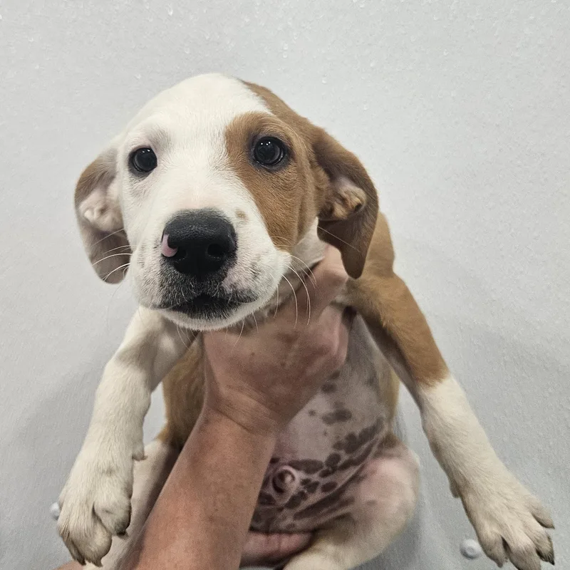 A baby large-sized male Labrador Retriever dog named Barth for adoption in Kalamazoo, MI