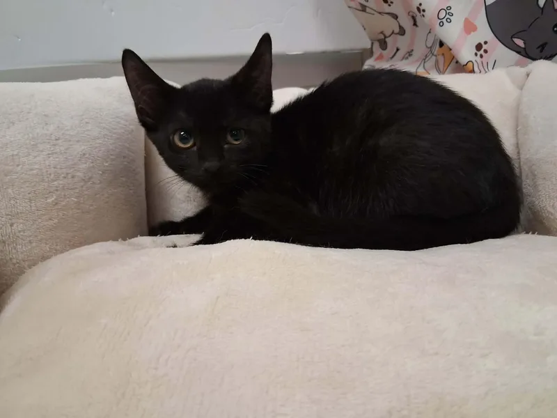 A baby small-sized female Black Domestic Short Hair cat named Midnight for adoption in Parlier, CA