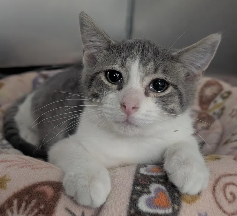 A young small-sized male Gray & White Domestic Short Hair cat named Charlie for adoption in New Ulm, MN