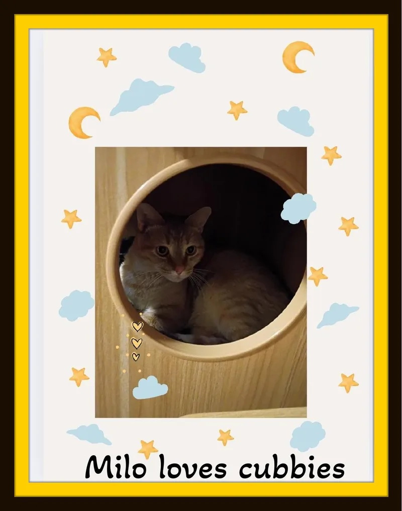 Milo  Can I thumbnail 2