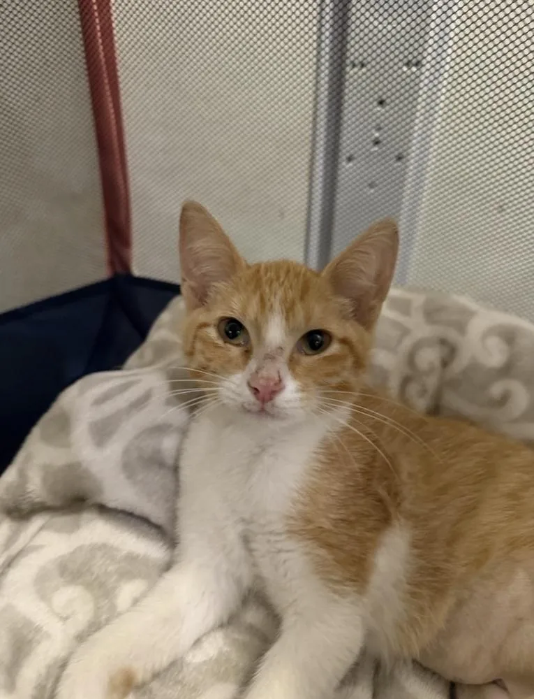 A baby small-sized female Domestic Short Hair cat named Kelce for adoption in Marietta, GA