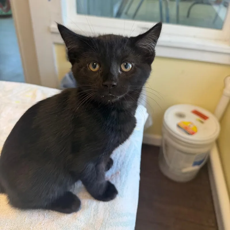 A baby small-sized male Black Domestic Short Hair cat named Waldo Faldo for adoption in East Smithfield , PA