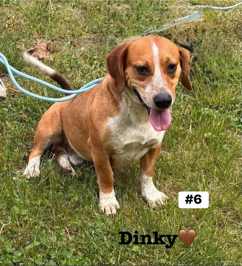 An adult medium-sized male Beagle dog named Dinky for adoption in Seth, WV