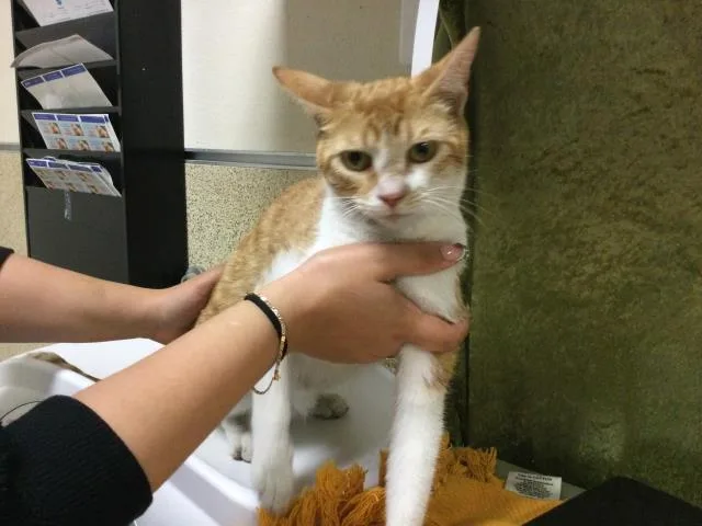 A young medium-sized female Domestic Short Hair cat named Sunkist for adoption in Riverside, CA