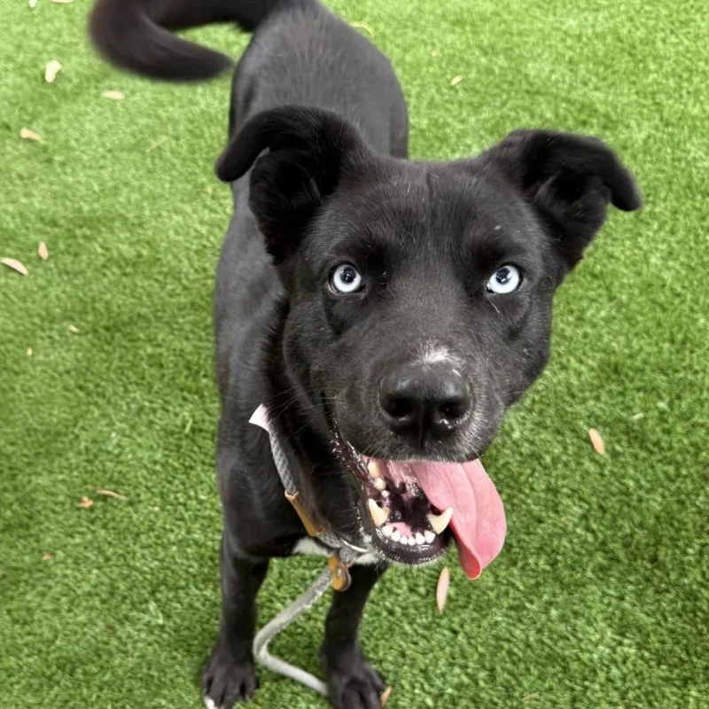 An adult medium-sized female Shepherd dog named Deji for adoption in Los Angeles, CA