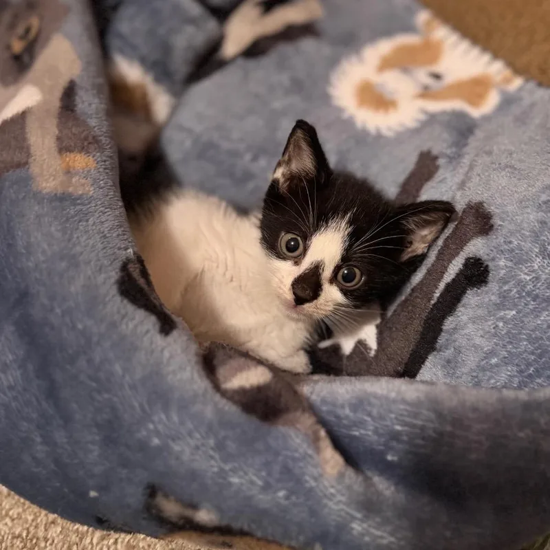 A baby small-sized male Black Domestic Short Hair cat named Fletcher for adoption in Newark, NJ