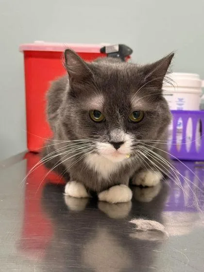 An adult large-sized female Gray & White Domestic Short Hair cat named Fluffy for adoption in Annapolis, MD