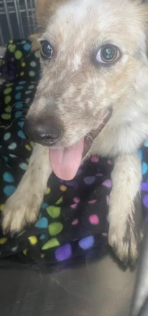A young medium-sized female Mixed Breed dog named Birdie for adoption in Dallas, TX