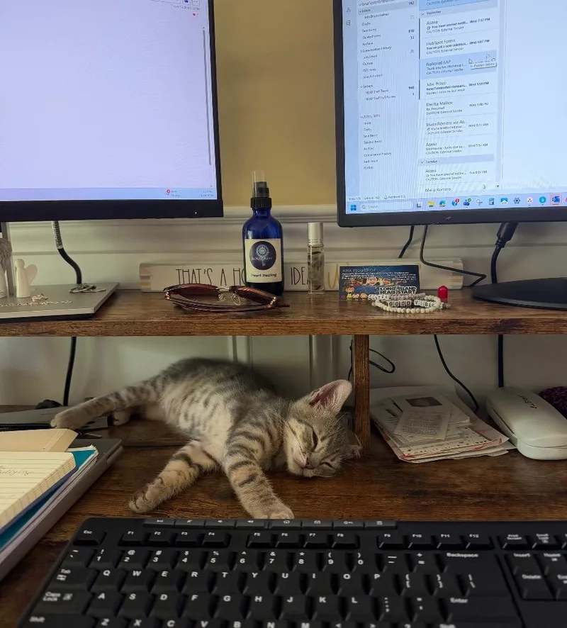 A young medium-sized male Tabby (Gray / Blue / Silver) Domestic Short Hair cat named Patrick for adoption in East Northport, NY