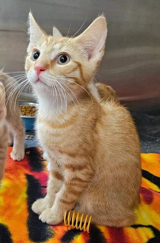 Kc