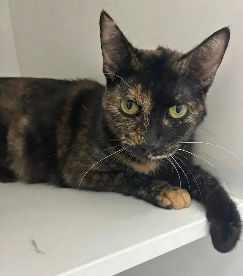 A young medium-sized female Domestic Short Hair cat named Linda for adoption in Hartsville, SC