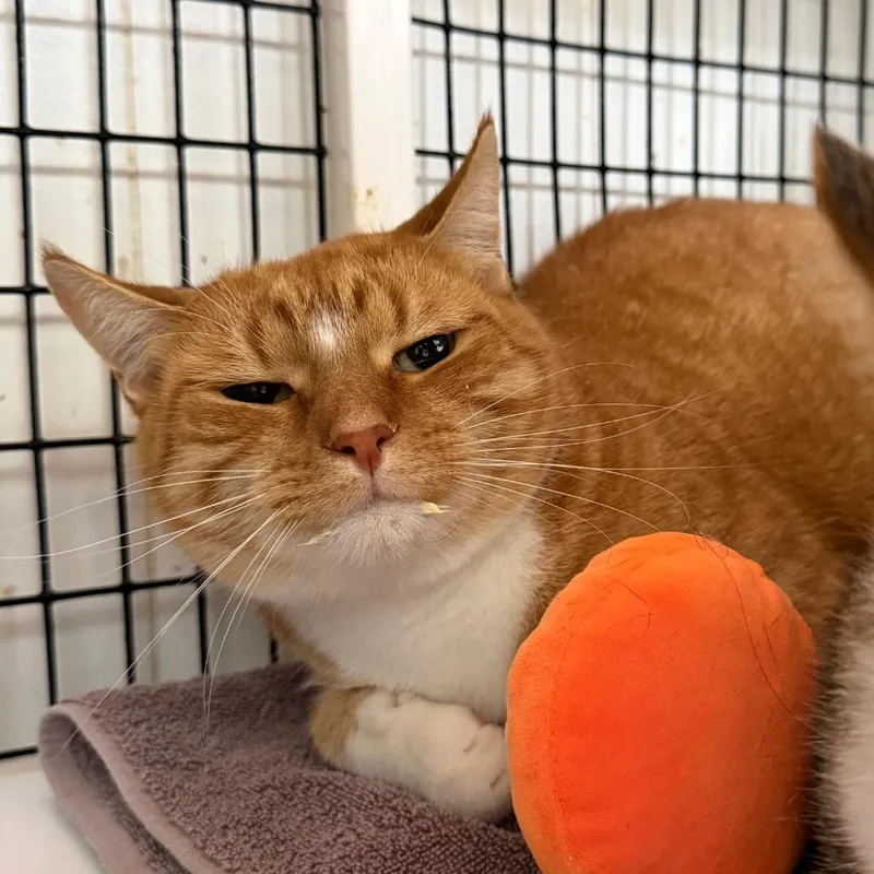 An adult large-sized male Domestic Short Hair cat named Remy for adoption in Ewing, NJ