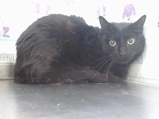 An adult small-sized male Domestic Short Hair cat named Onyx for adoption in Orlando, FL