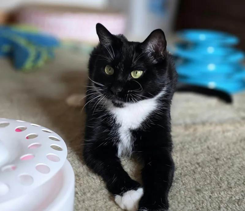 An adult medium-sized female Domestic Short Hair cat named Rebel for adoption in Mechanicsburg, PA