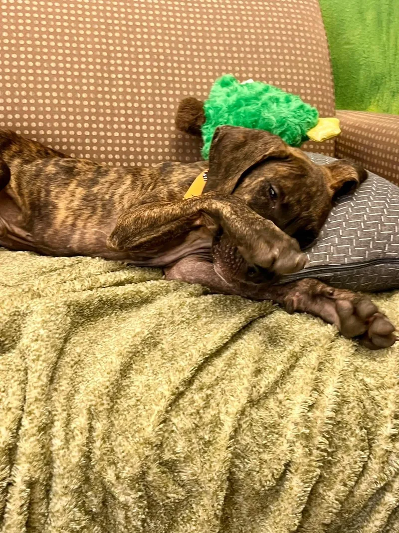 A baby medium-sized male Cane Corso dog named Dipper for adoption in Blairstown, NJ
