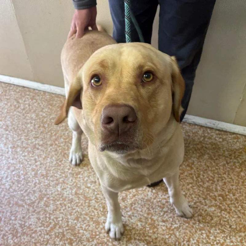 An adult large-sized male Golden Yellow Labrador Retriever dog named Tex for adoption in Chehalis, WA