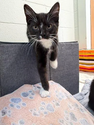 Walter Whiskers thumbnail 2