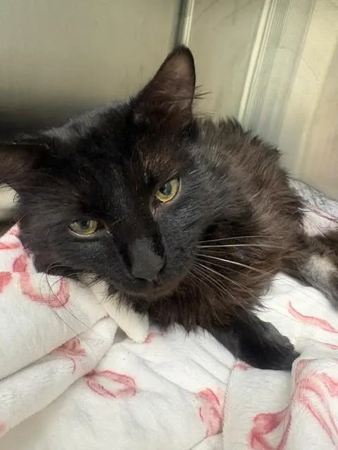 A young medium-sized male Domestic Short Hair cat named Lawrence for adoption in Brighton, CO