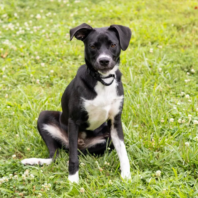 A young medium-sized male Black Mixed Breed dog named Malcolm for adoption in Wilmington, DE