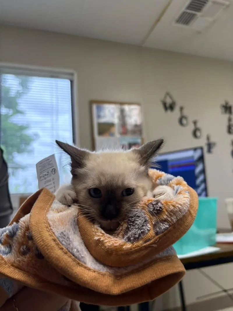 A young small-sized female Seal Point Siamese cat named Echo for adoption in Oakdale, CA