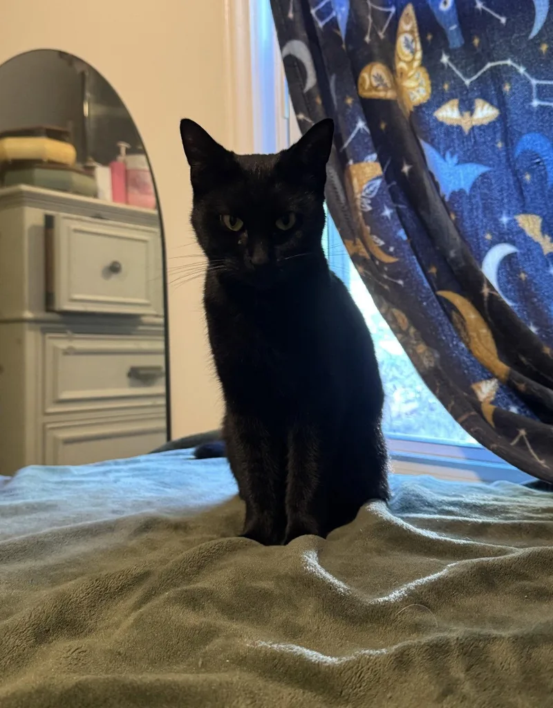 A baby medium-sized female Black Domestic Short Hair cat named Noira for adoption in Walled Lake, MI