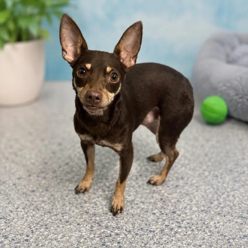 Coco