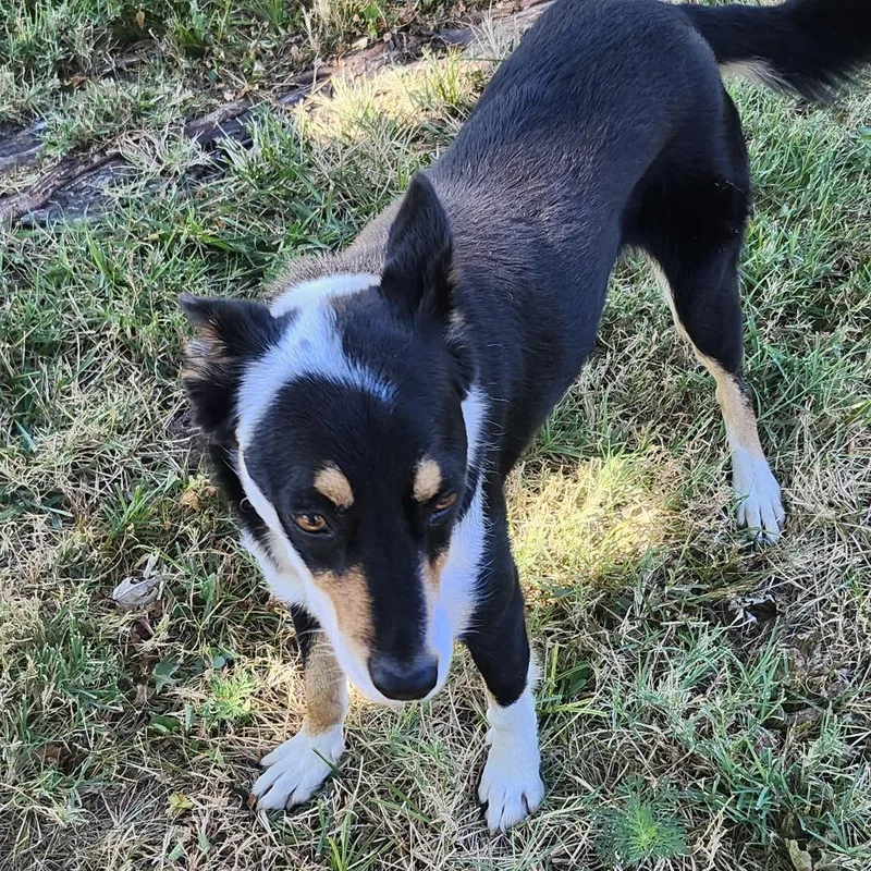 An adult medium-sized female Black Border Collie dog named Izzy for adoption in Pittsburg, KS
