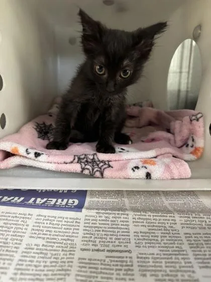 An adult small-sized male Domestic Short Hair cat named Spade for adoption in Port Allen, LA