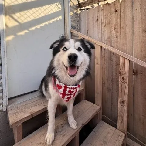 An adult large-sized male Black Alaskan Malamute dog named Balto for adoption in Boise, ID