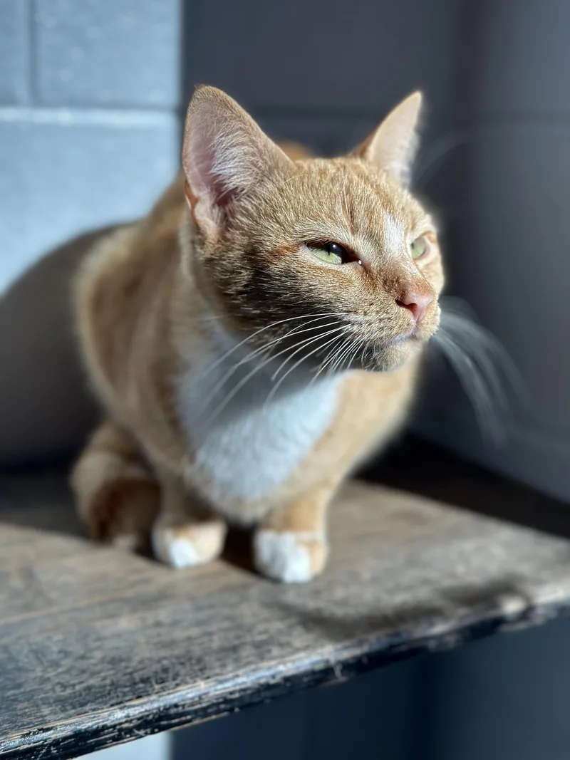 An adult small-sized female Domestic Short Hair cat named Cordelia for adoption in Stafford, VA
