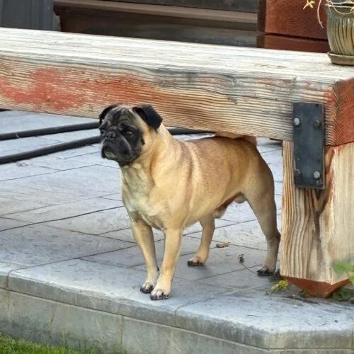 A young small-sized male Pug dog named Louie for adoption in Seattle, WA