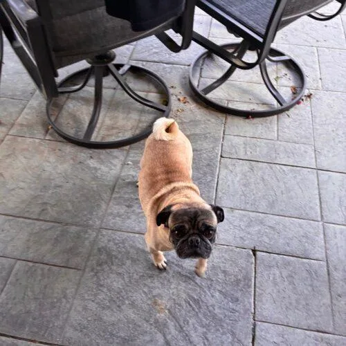 Louie thumbnail 2