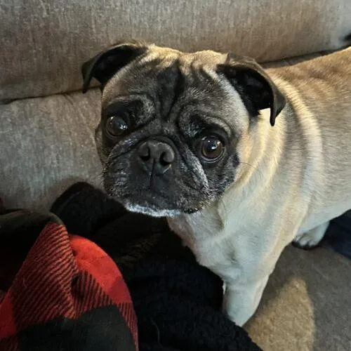 Louie thumbnail 3