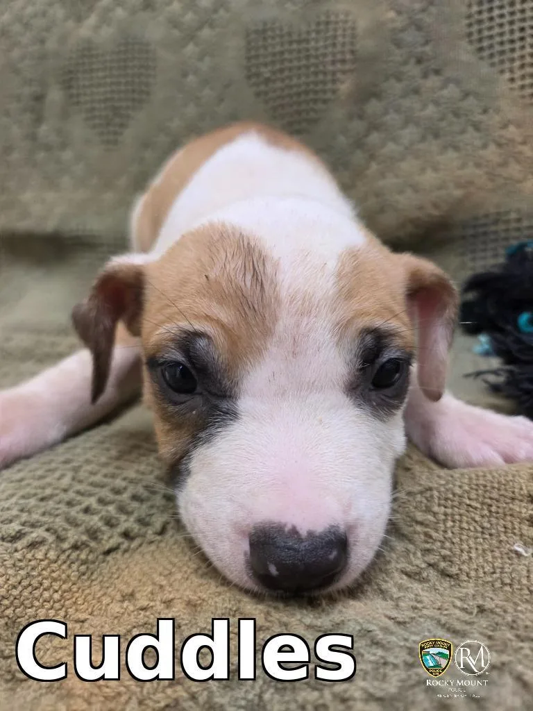 A baby medium-sized male Pit Bull Terrier dog named Cuddles for adoption in Rocky Mount, NC
