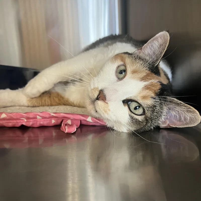 An adult medium-sized female Calico Domestic Short Hair cat named Coco for adoption in Spokane, WA