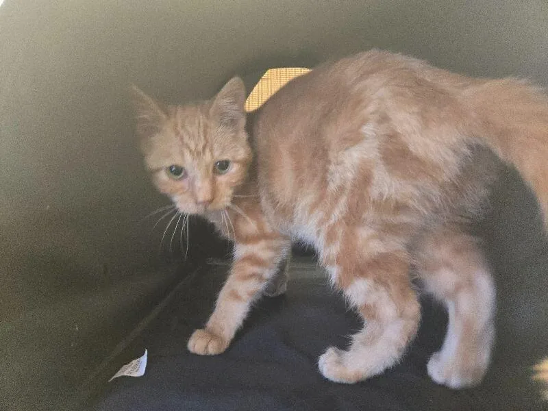 A young medium-sized female Orange / Red Domestic Short Hair cat named Denver for adoption in Adrian, MI