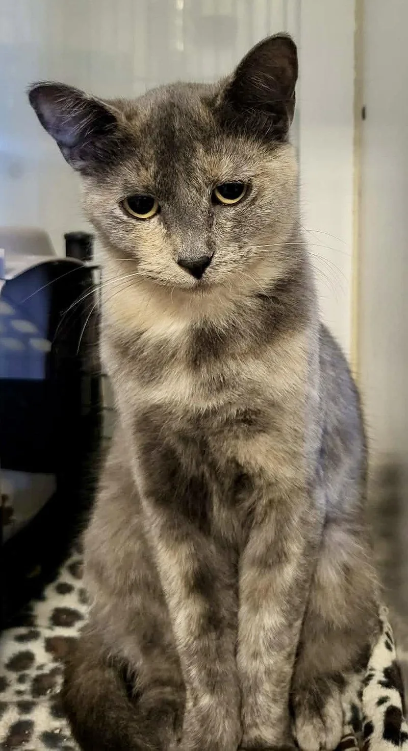 A young medium-sized female Domestic Short Hair cat named Dandelion for adoption in Detroit Lakes, MN