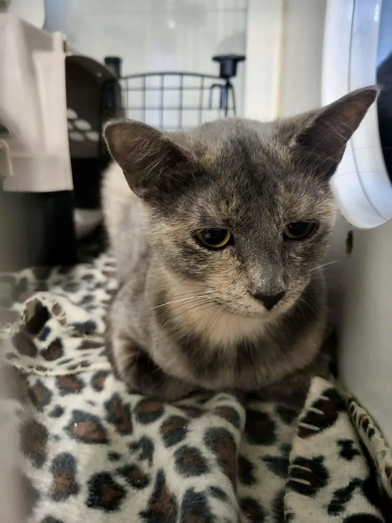 Dandelion thumbnail 2