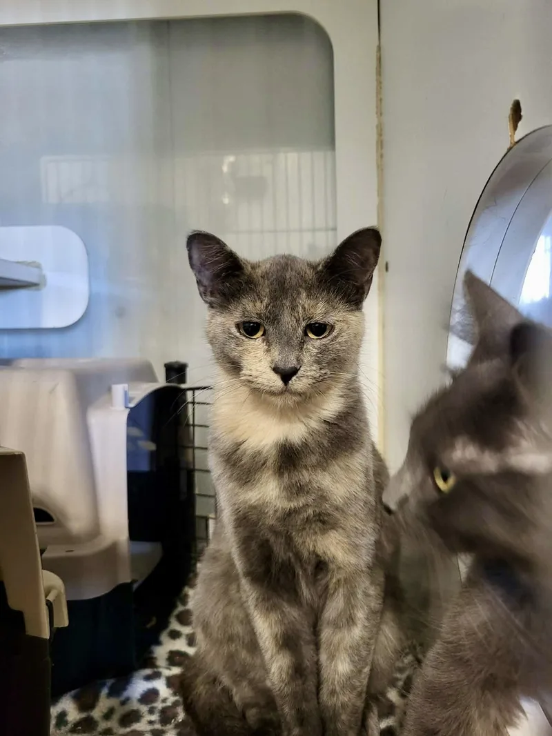 Dandelion thumbnail 3